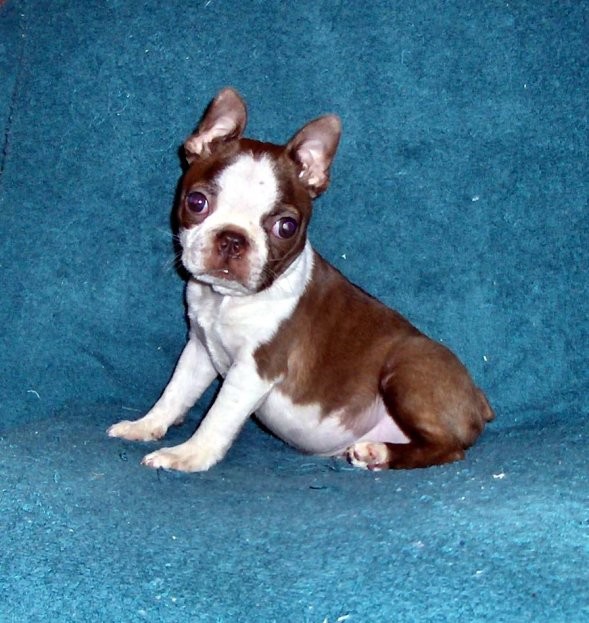 white boston terrier puppies for sale